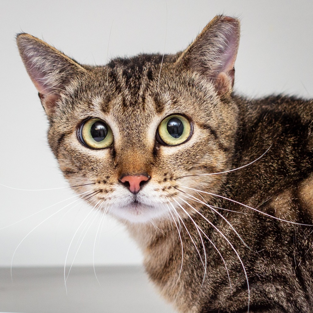 CARMEN SANDIEGO - Domestic Shorthair available for adoption