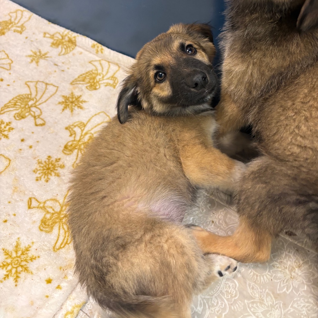 EEL - Shepherd, German / Mixed Breed (Large) available for adoption