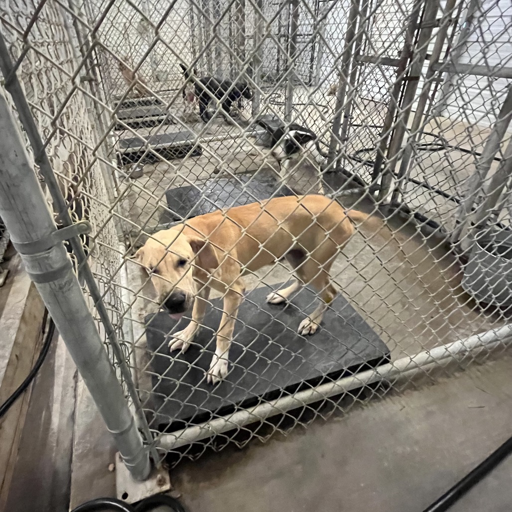 SAM - Retriever, Labrador / Mix available for adoption