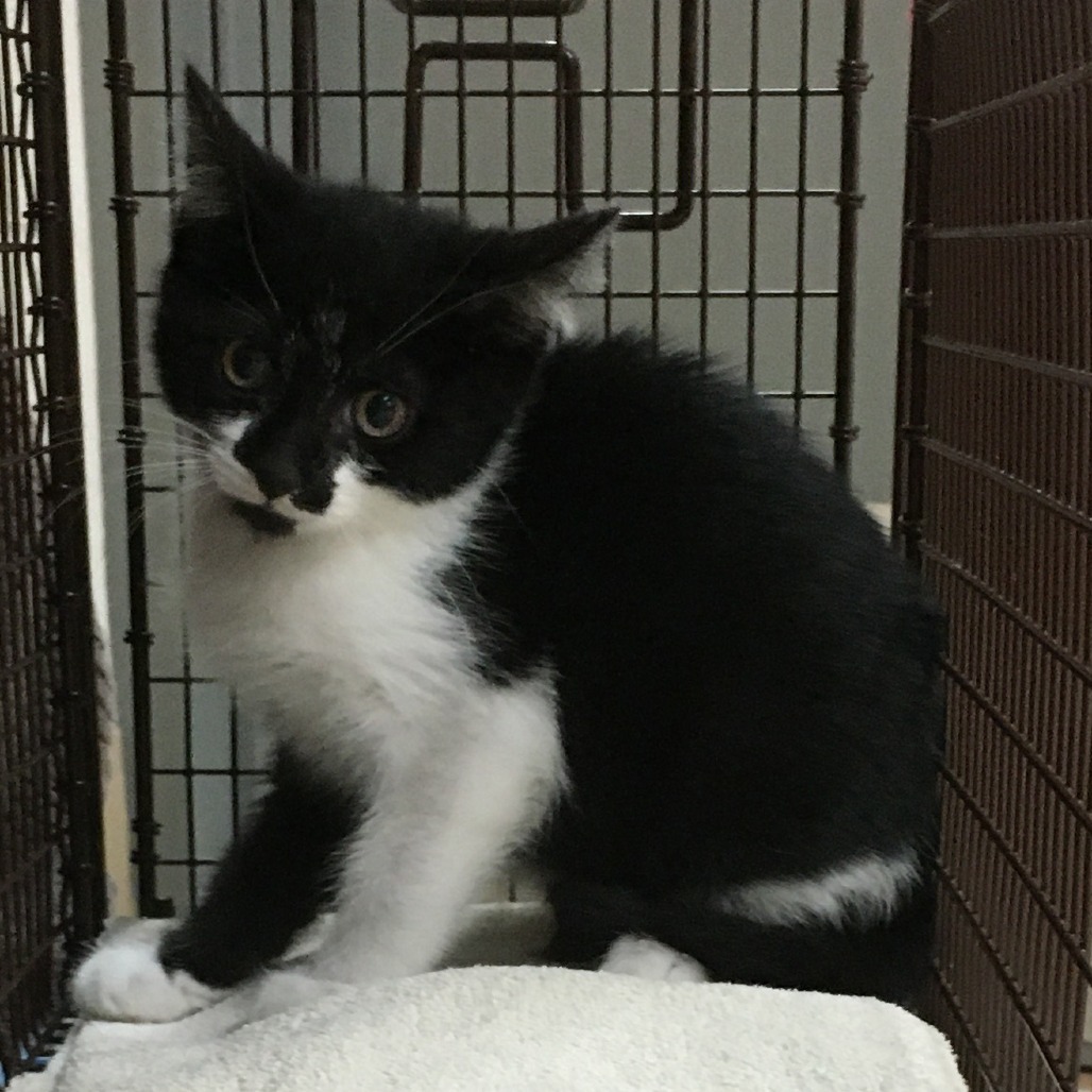 Riff Raff is available for adoption at Humane Society of West Michigan