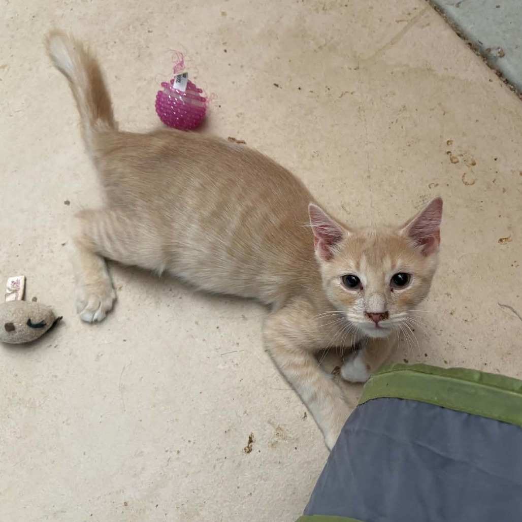RIGBY - Domestic Shorthair available for adoption