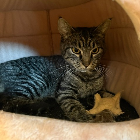 LILO - Domestic Shorthair available for adoption