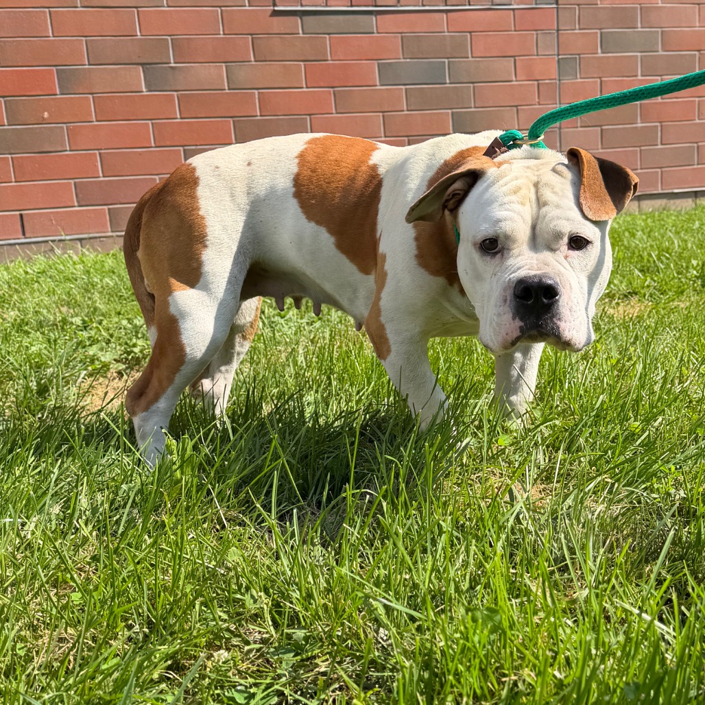Photo of June Bug 3