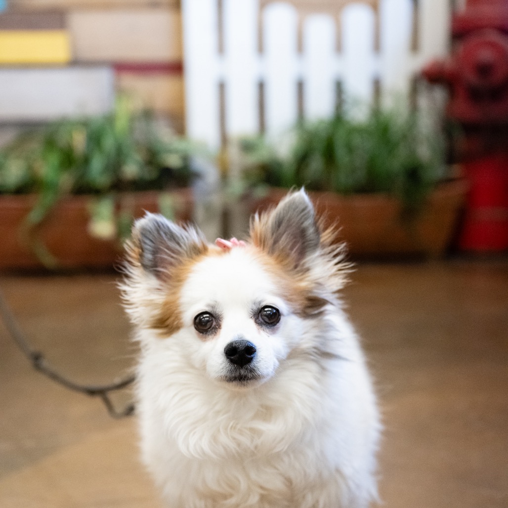 Cici