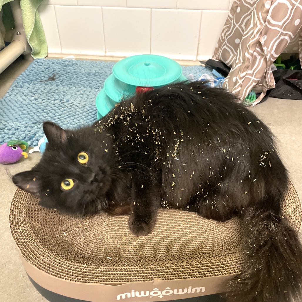 Photo of Looney Tuna 6