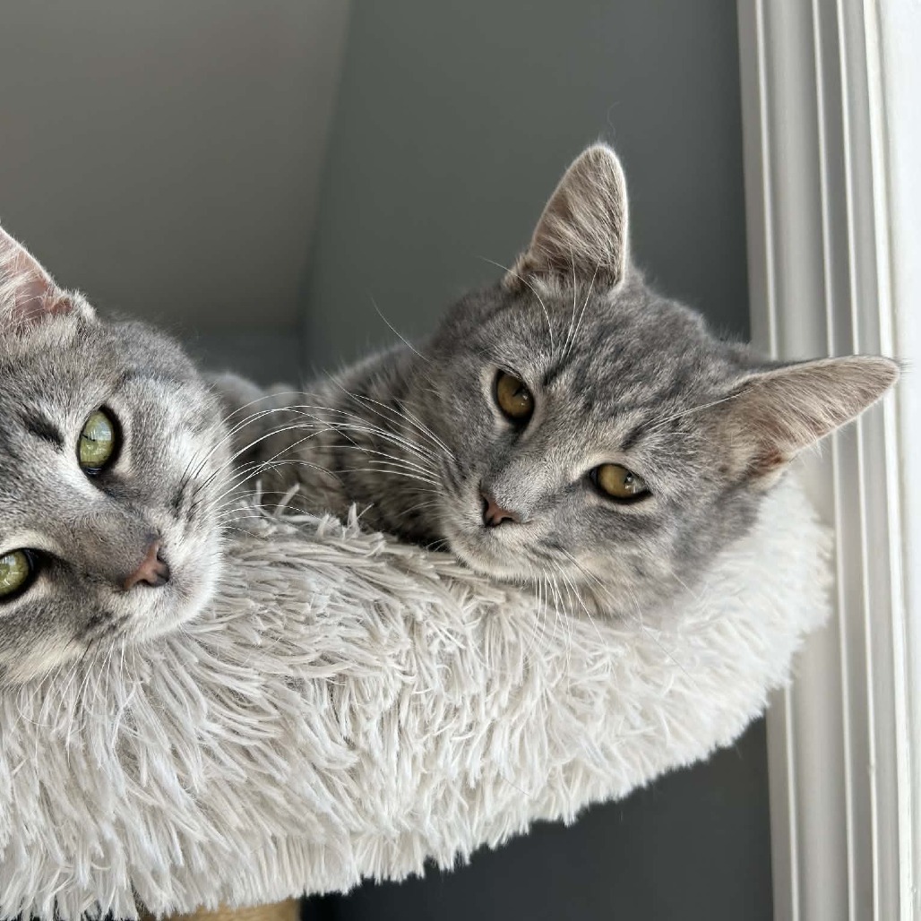 Olive — thumbnail 3