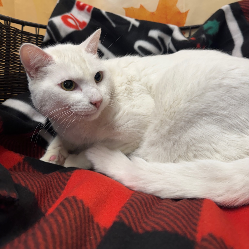 BOO - Domestic Shorthair available for adoption