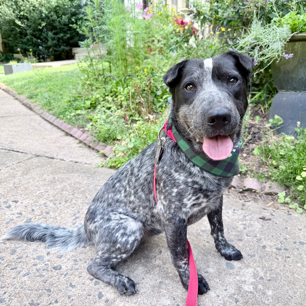 Banjo