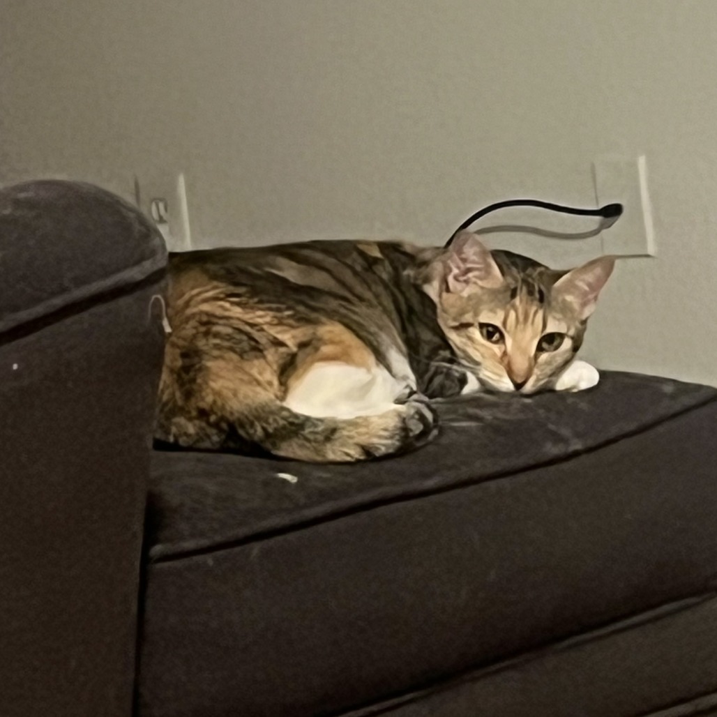 Savannah Smiles : Female 12 Domestic Shorthair