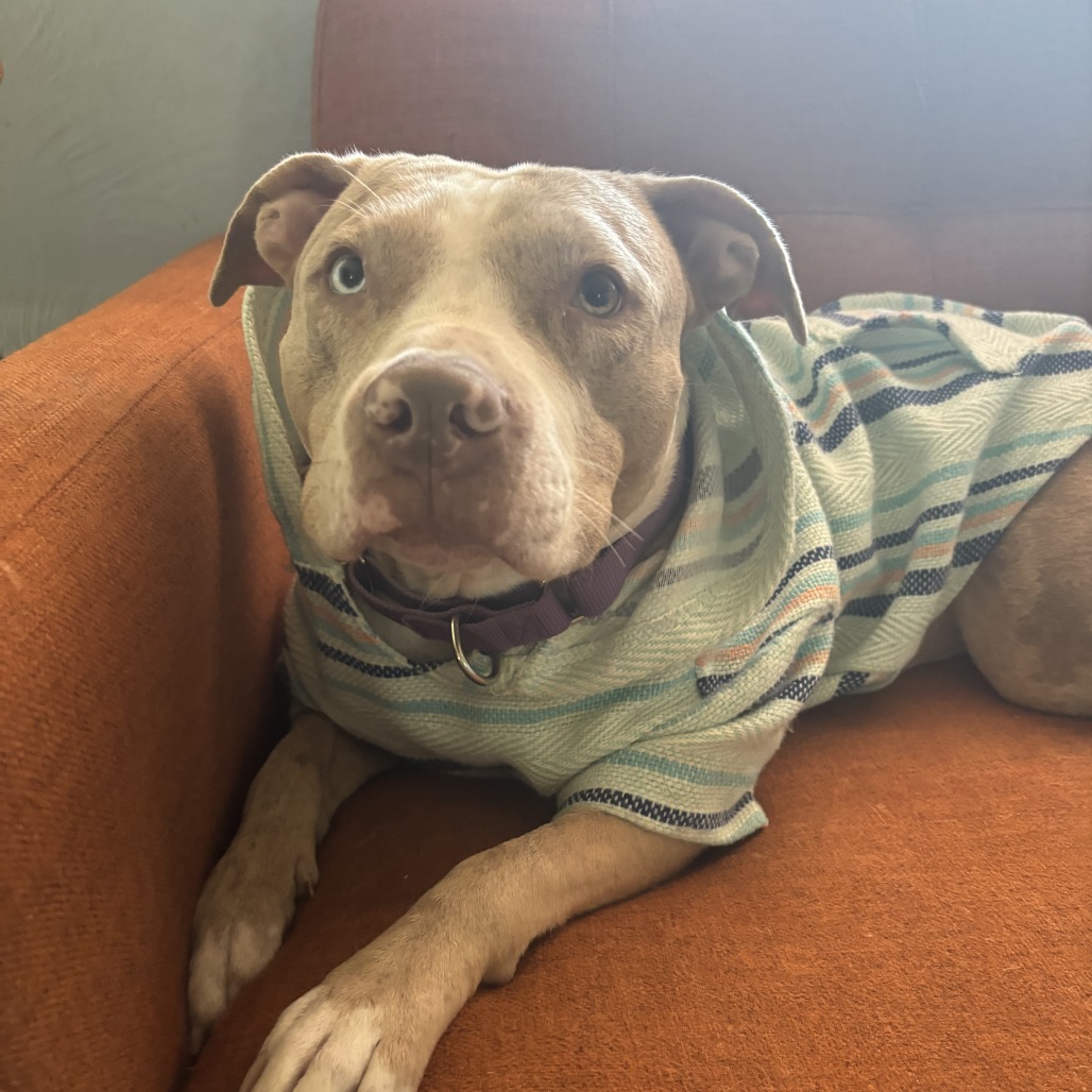 Photo of Persimmon 7