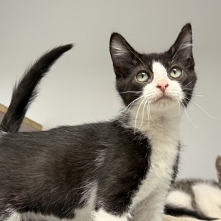DOUGLAS - Domestic Shorthair available for adoption