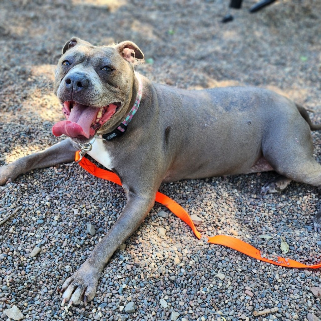 Lucy Lu, adoptable senior Terrier, Pit Bull / Mix