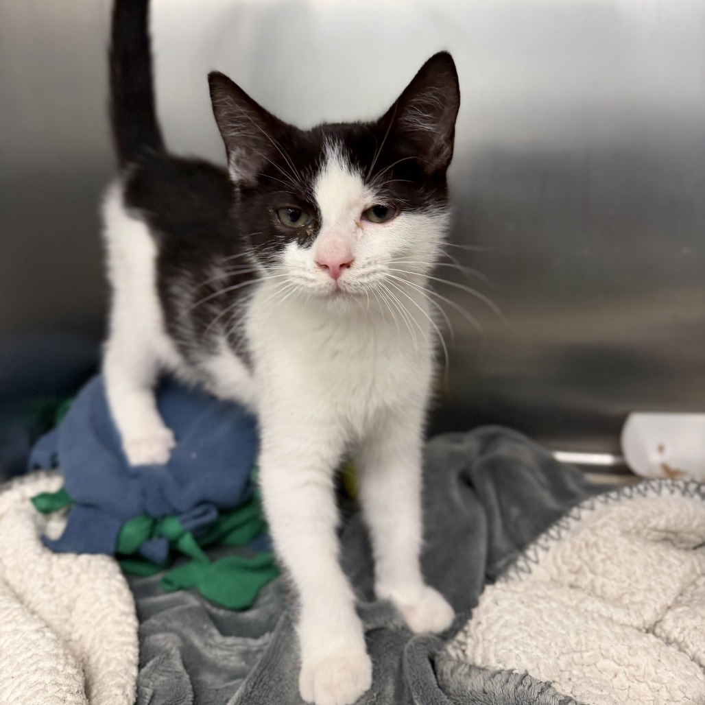 PETER (BONDED TO COCO) - Domestic Shorthair available for adoption