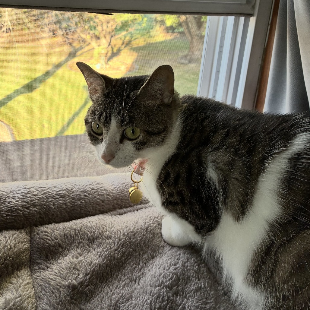Millie C12894