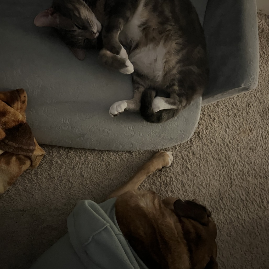 Koda, photo 9
