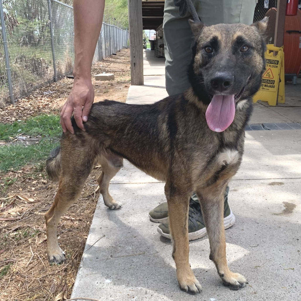 ESPRESSO - Malinois, Belgian / Shepherd available for adoption