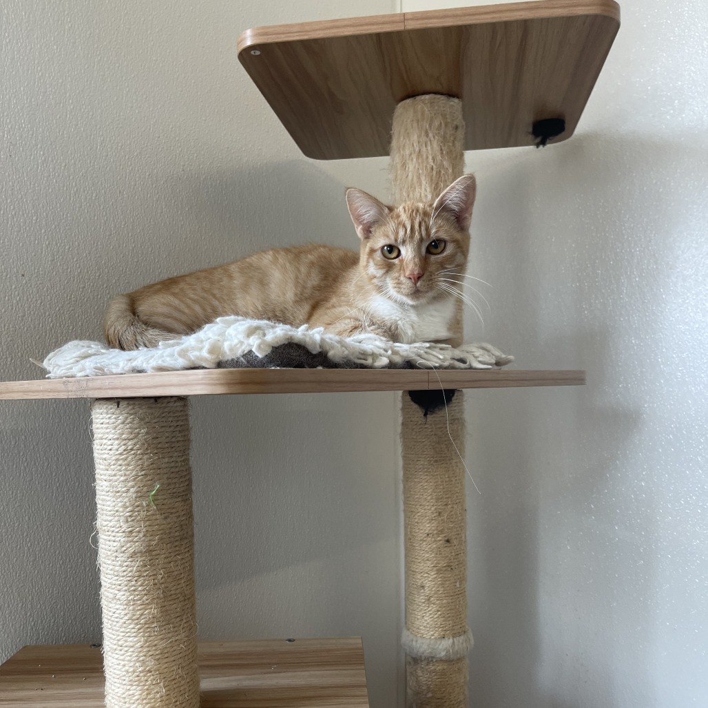 Mogwai, photo 6
