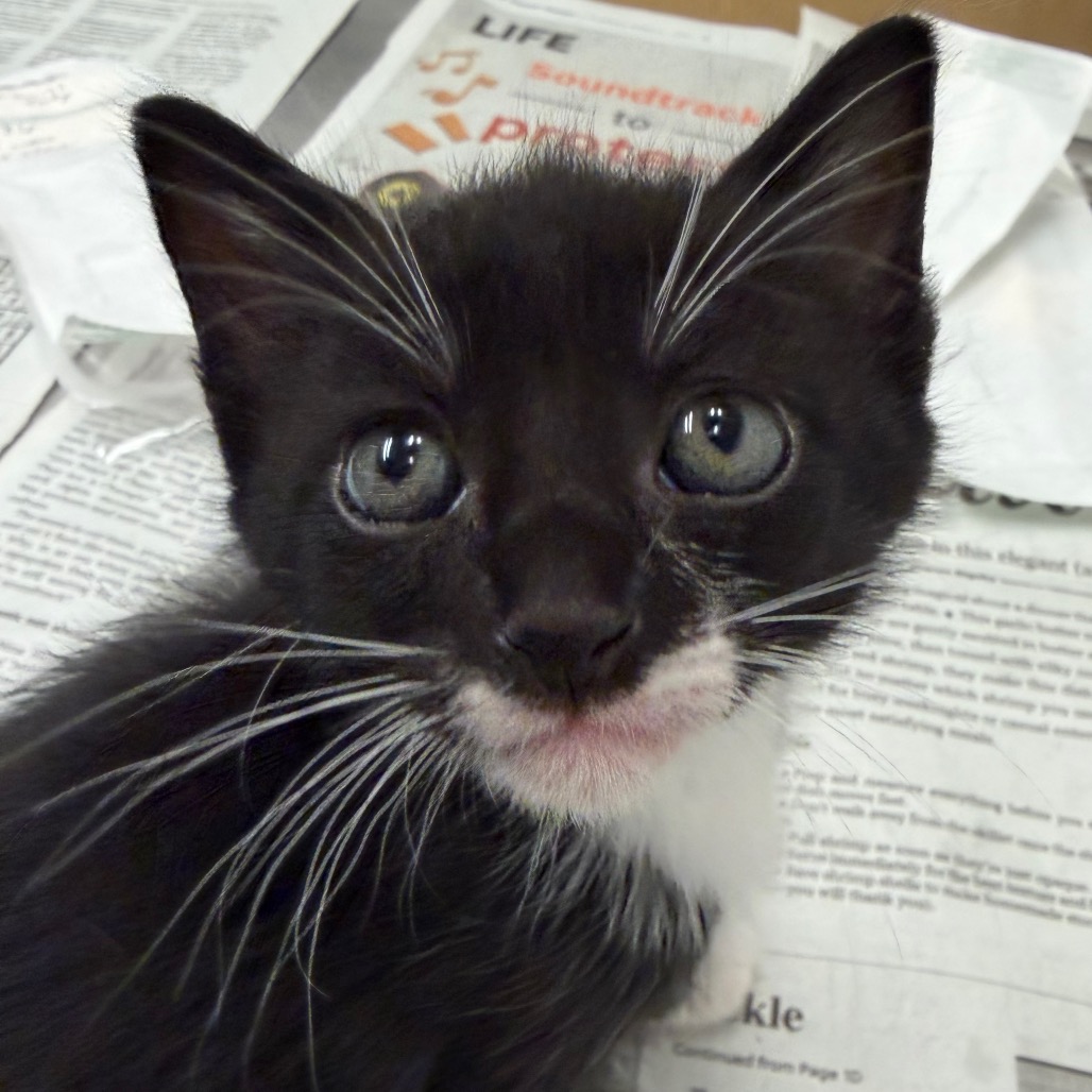LIALA - Domestic Shorthair available for adoption
