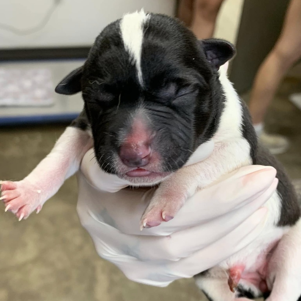 ZIPPER - American Blue Heeler / Terrier available for adoption