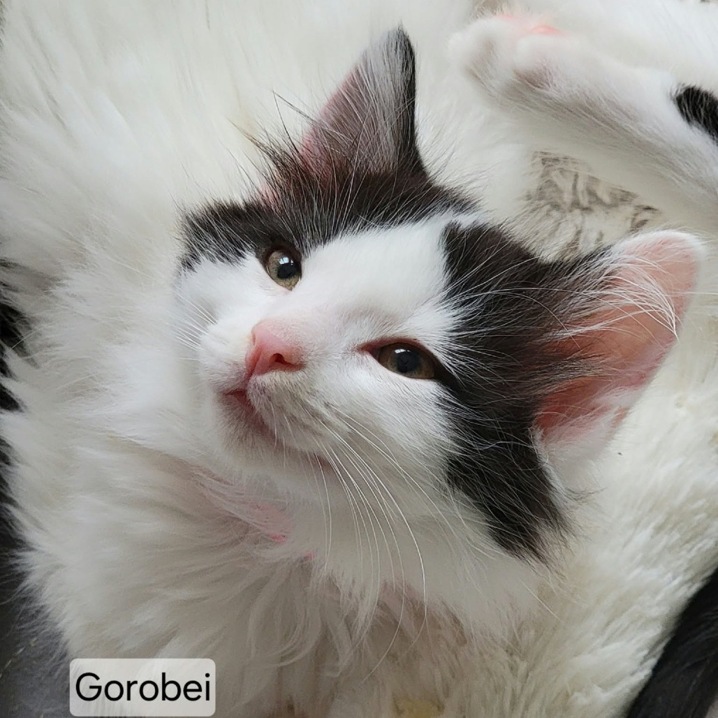 Gorobei, photo 3