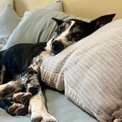 Beesly, photo 3
