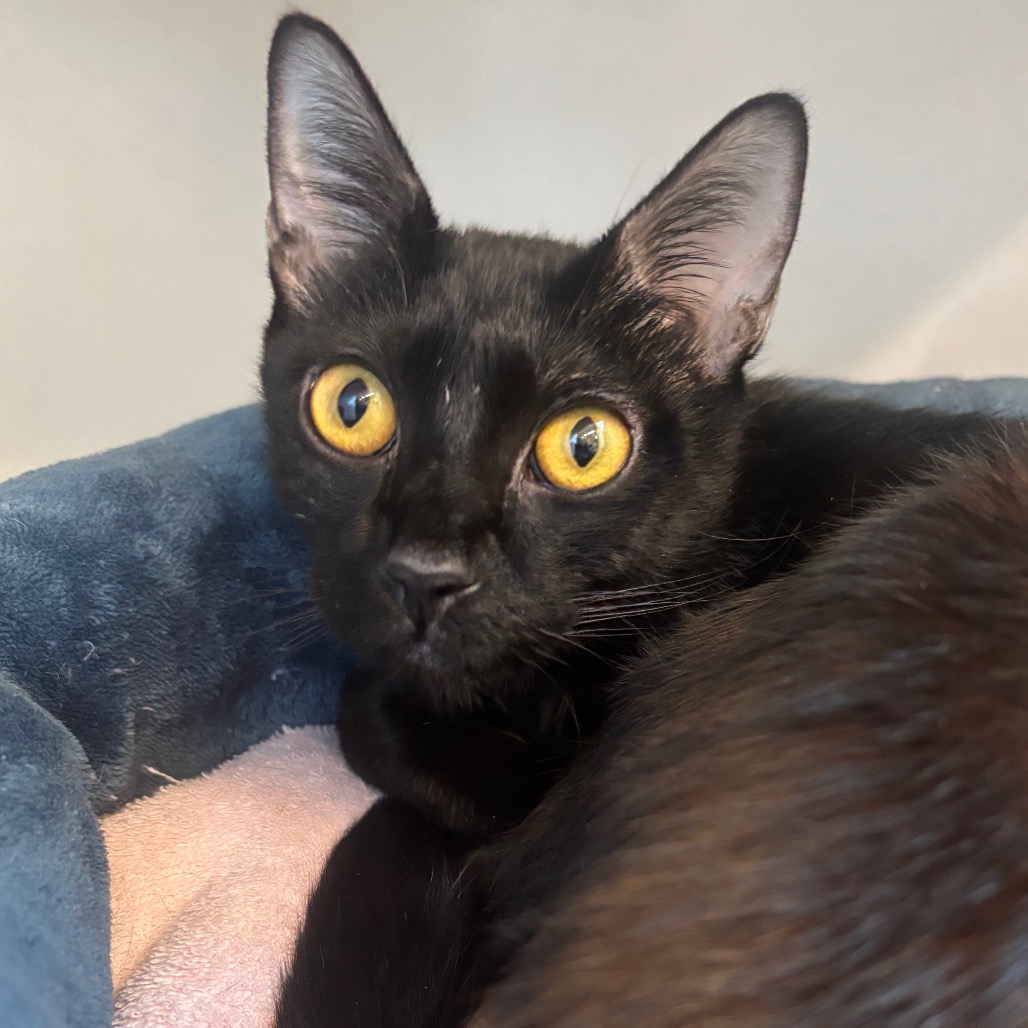 Lady - Domestic Shorthair