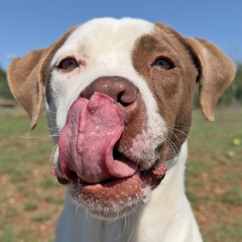 Seasmoke ("sch"-"moke")