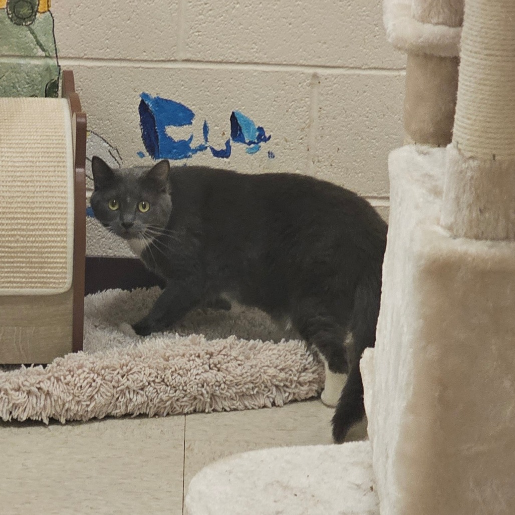 Jinxy, photo 3