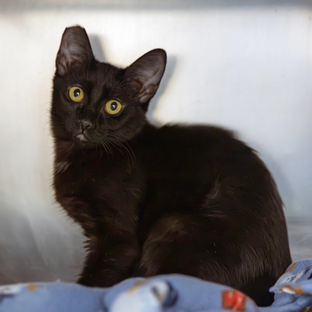 BAGHEERA