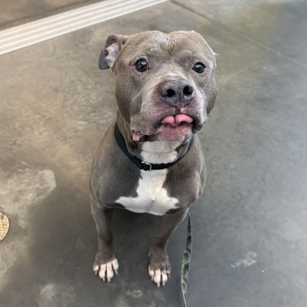 Photo of Blueberry Jam 5