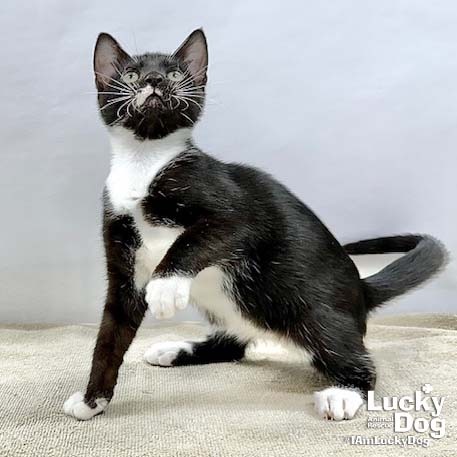 ODELLE - Domestic Shorthair available for adoption
