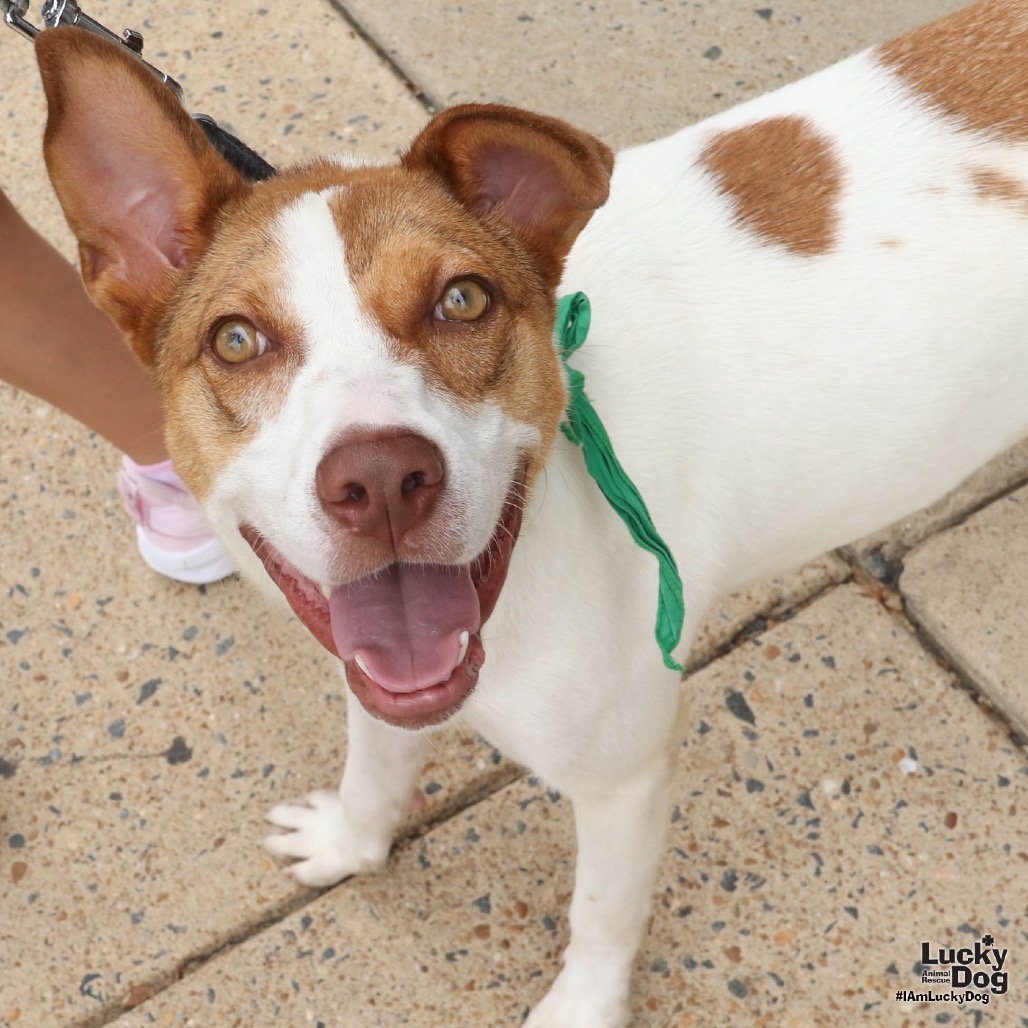 SHEENA - Hound / Terrier, Jack Russell available for adoption