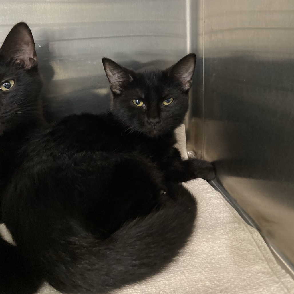 DOBERMAN - Domestic Shorthair available for adoption