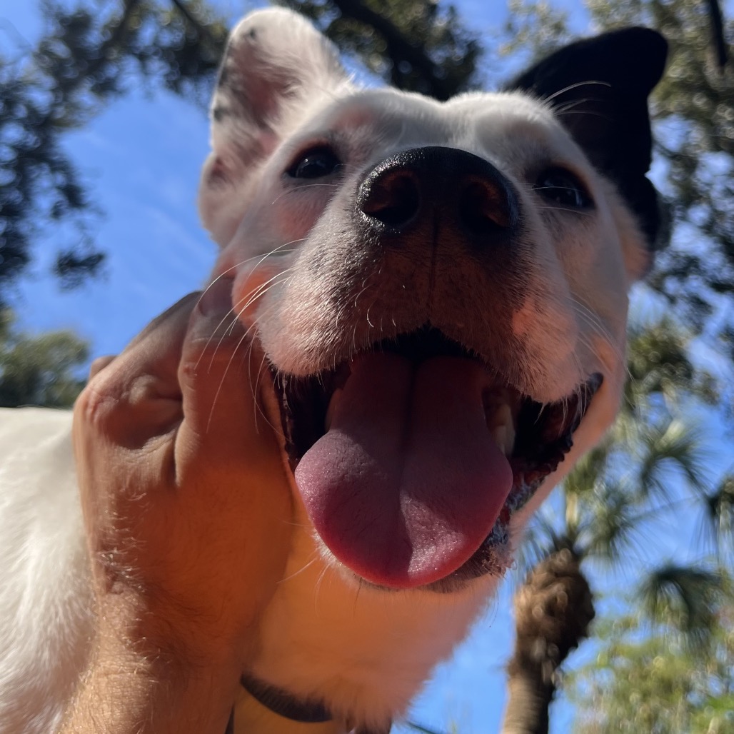 Claire 💎 is available for adoption at Humane Society of Sarasota County