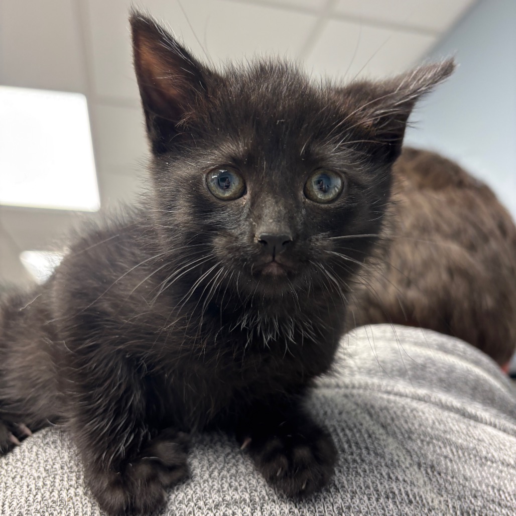 SISSY - Domestic Shorthair for adoption in Alexandria