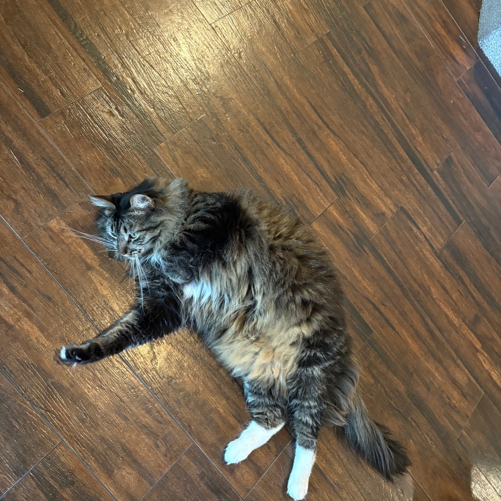 Kyjo: Male 48 Domestic Longhair