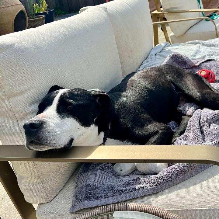 Harley, photo 21