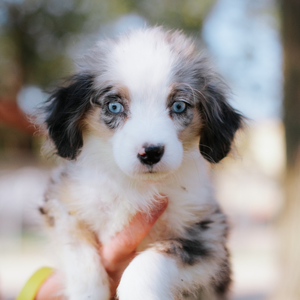 Australian Shepherd