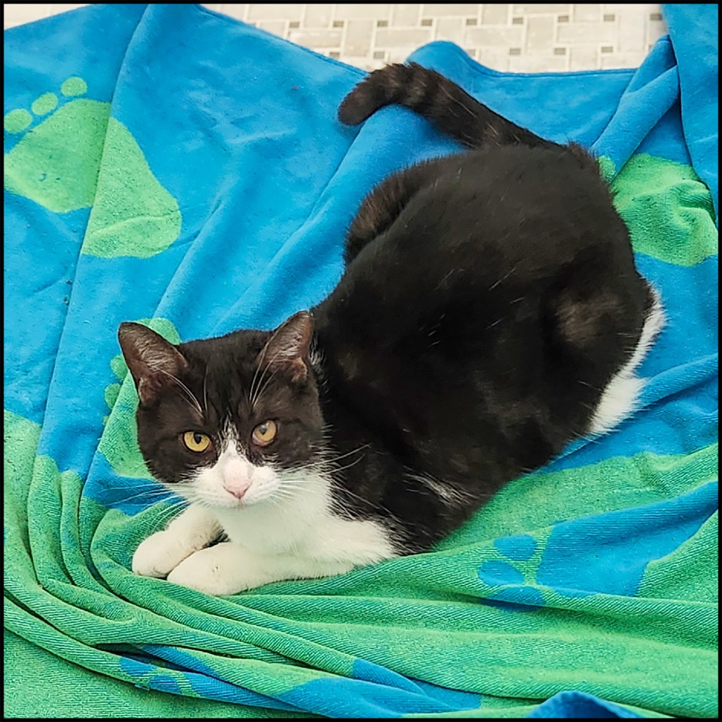 TOODLES - Domestic Shorthair available for adoption