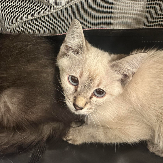 ELSA - Domestic Shorthair available for adoption