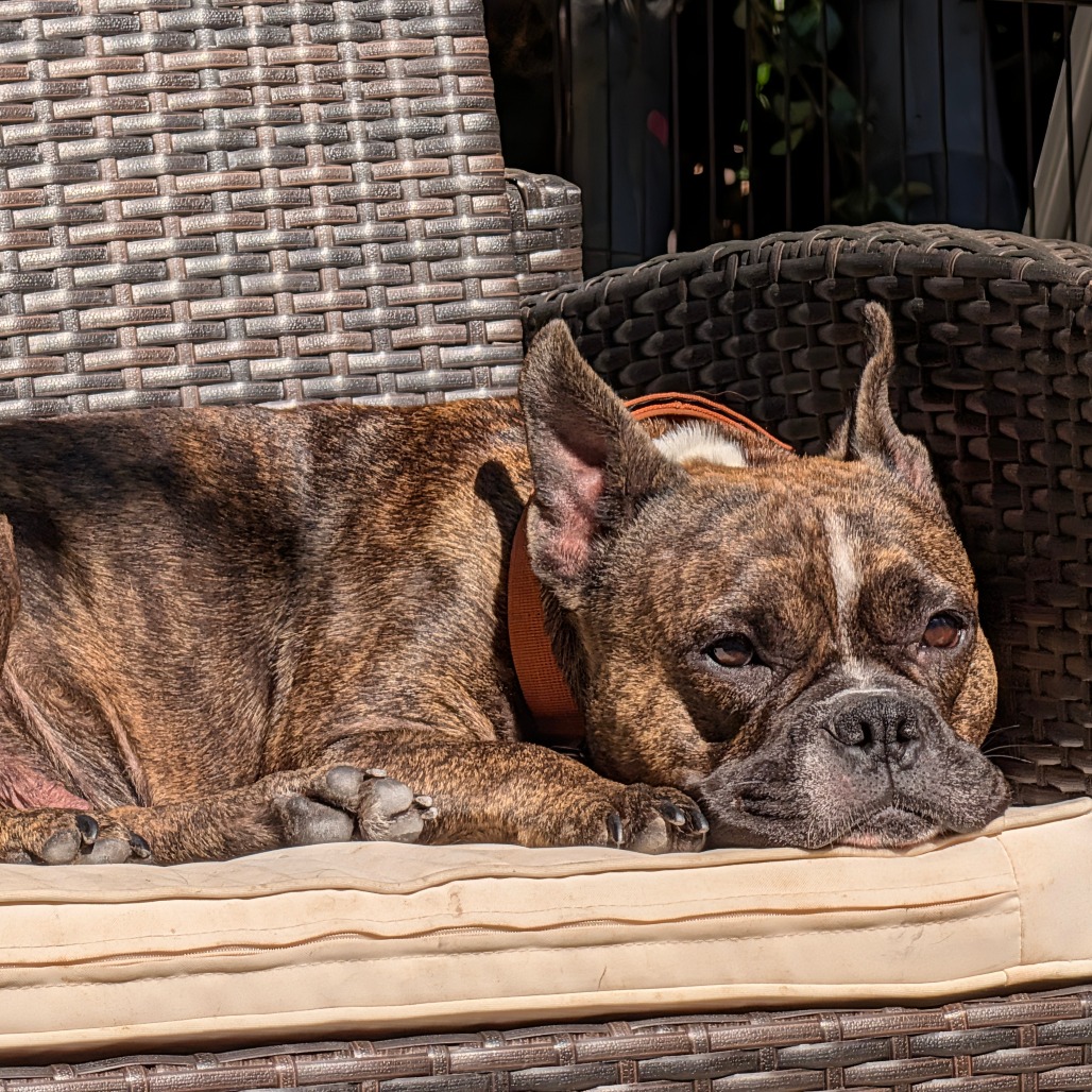 Delilah, photo 3