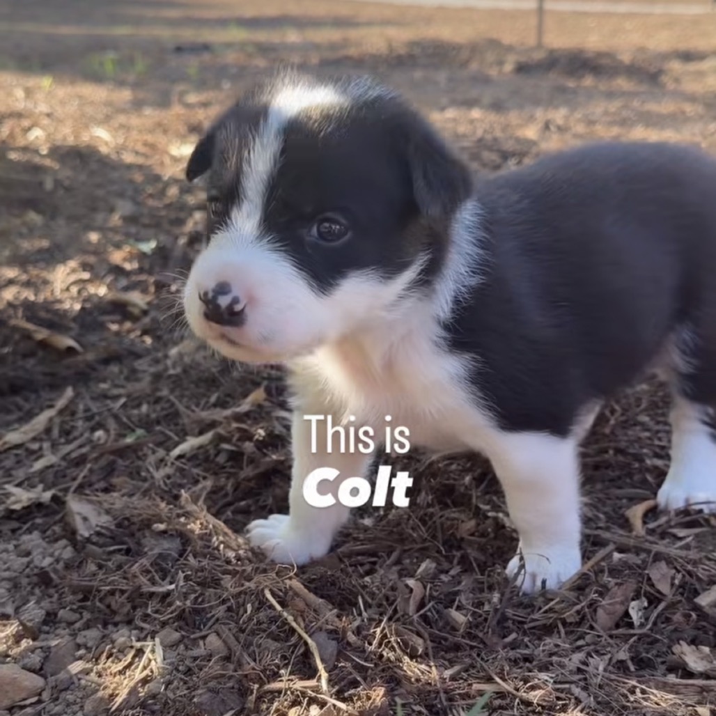 Colt