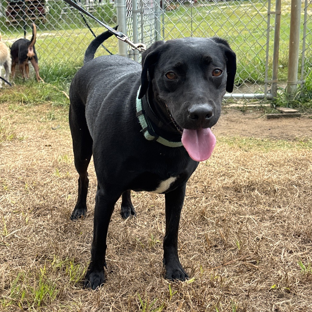 CORALINE - Retriever, Labrador / Mix available for adoption