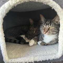 Cocoon--In Foster, photo 8