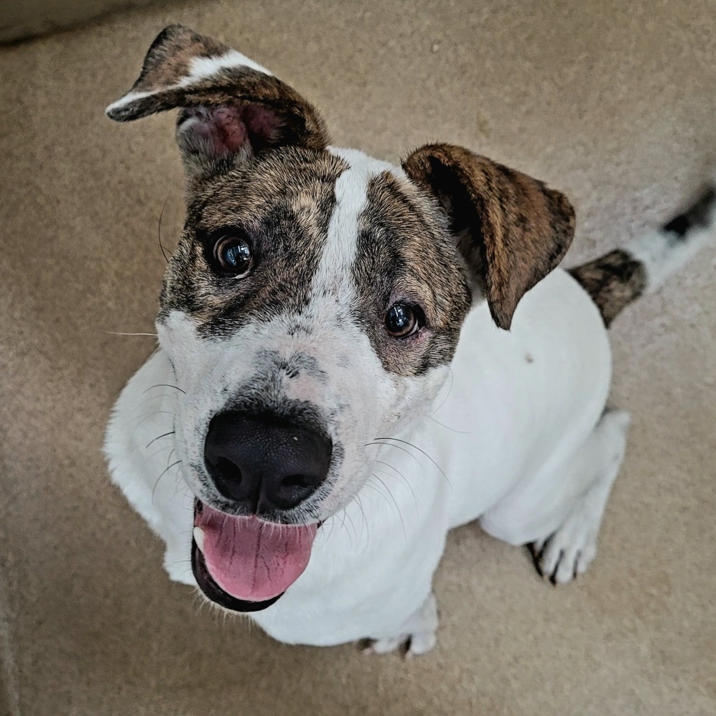 Sammy