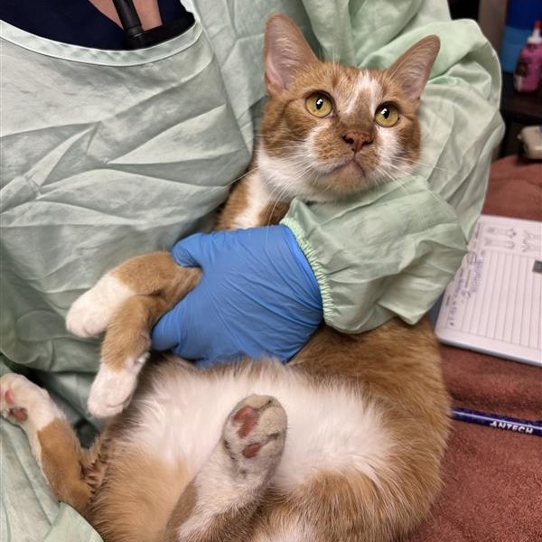 MARGE - Domestic Shorthair available for adoption