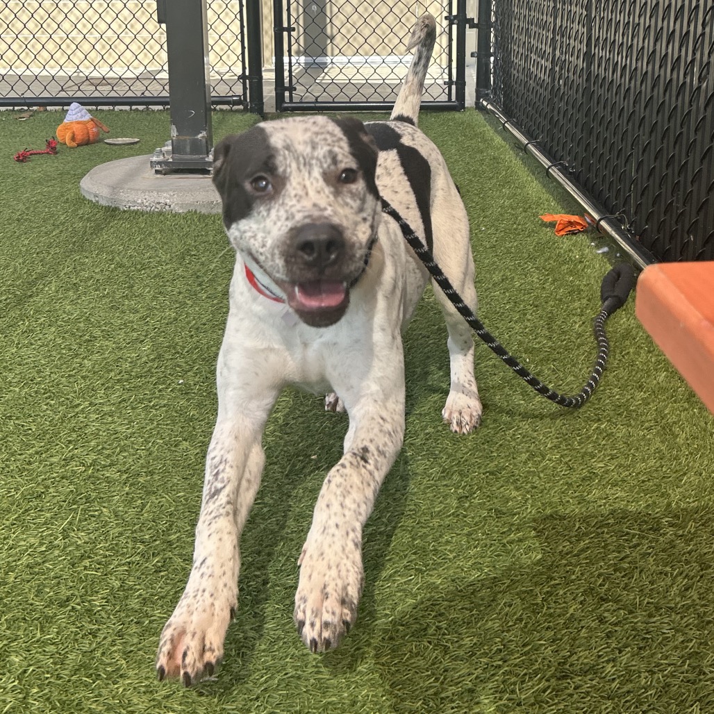 GIDEON - Mixed Breed (Medium) available for adoption