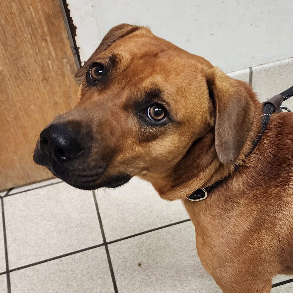 Toby — thumbnail 2