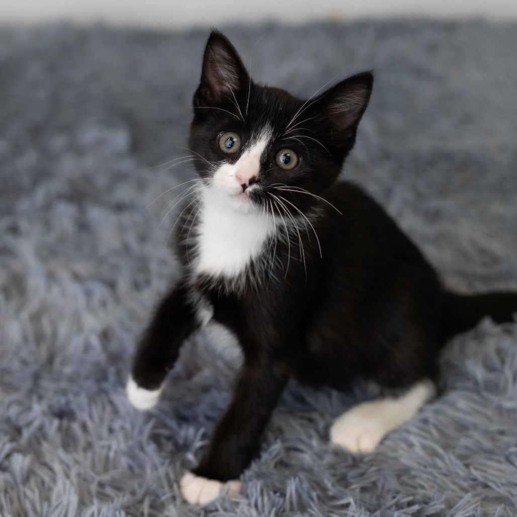 Blinkie, photo 4