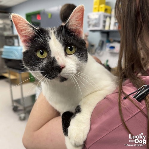 ONNO - Domestic Shorthair available for adoption
